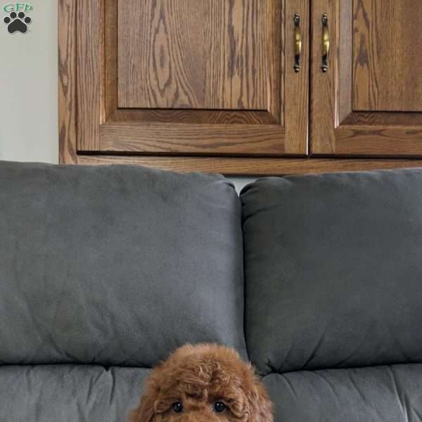 Cierra, Miniature Poodle Puppy